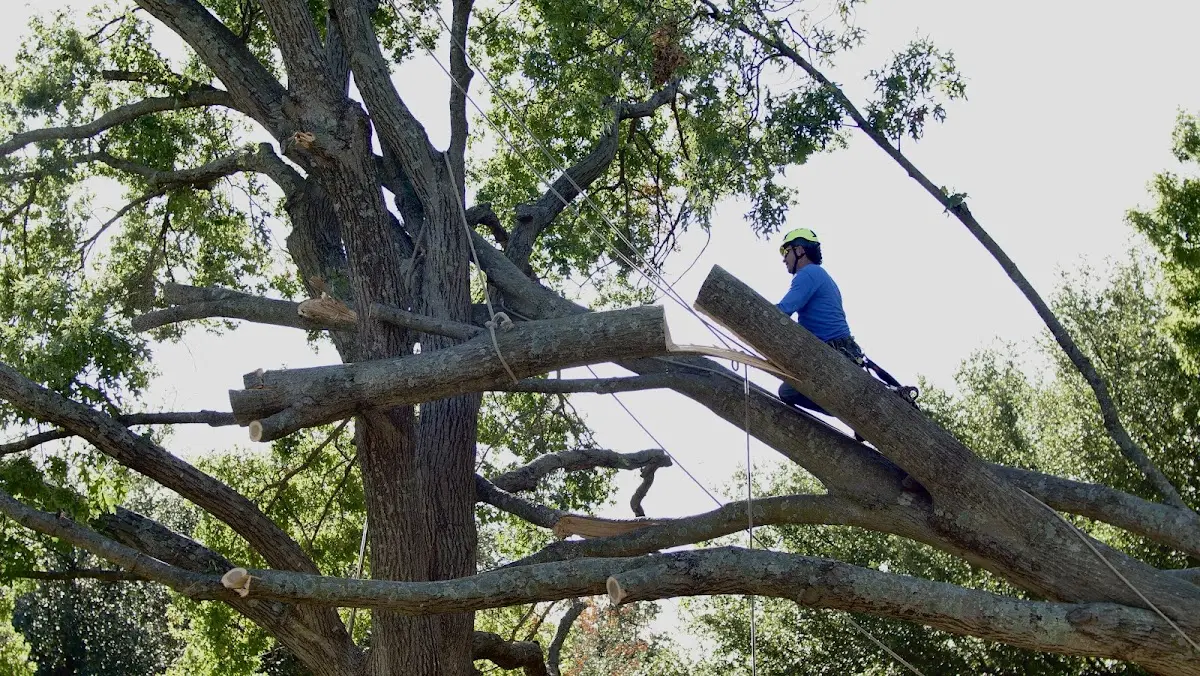 Professional Crown Thinning performed by certified arborists in Bone Gap