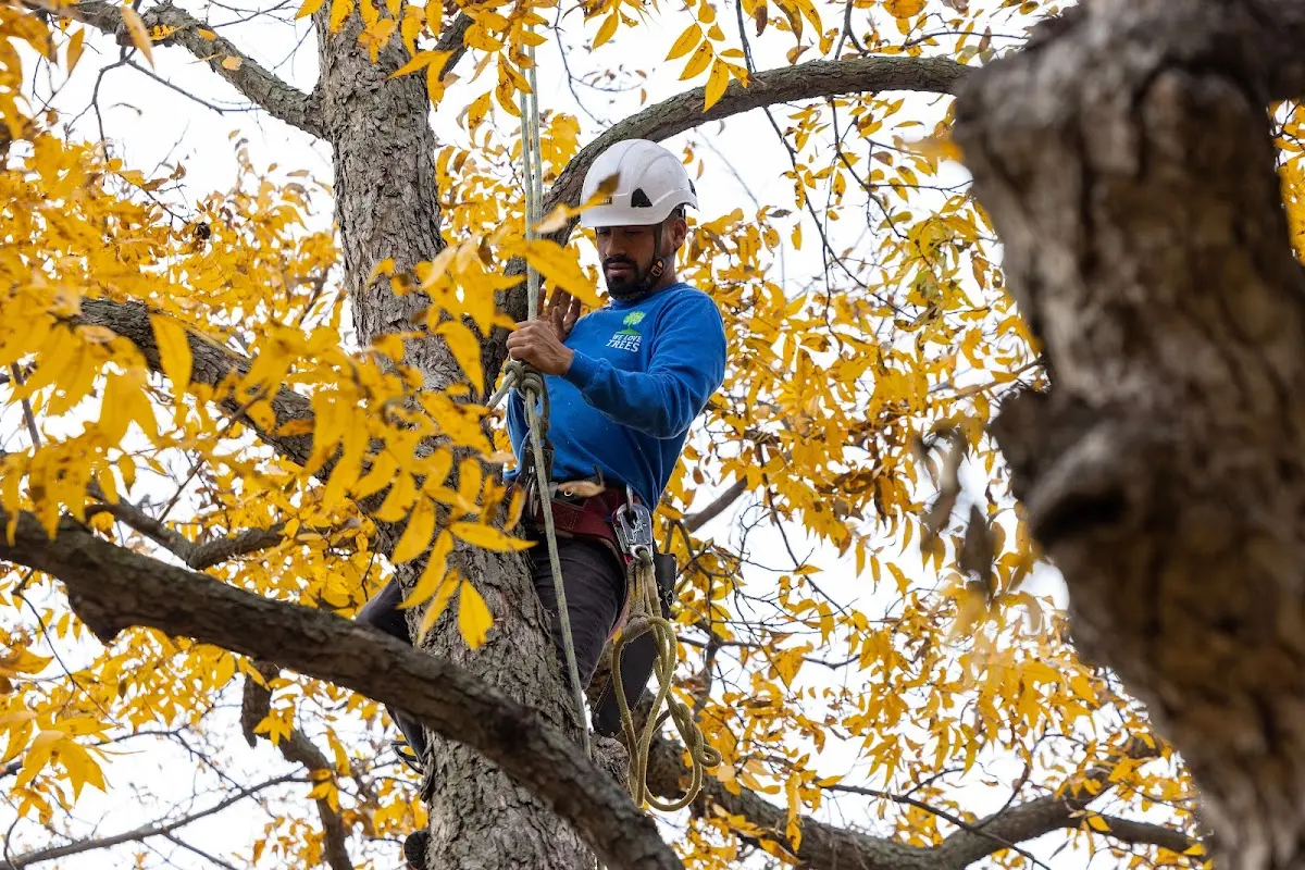 Skilled Storm Damage Cleanup crew working in Bone Gap